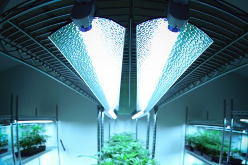 Najlepsze oświetlenie w hodowli marihuany – LED, HPS, CFL