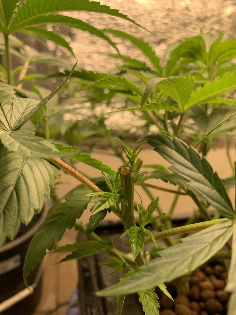 marihuana po toppingu